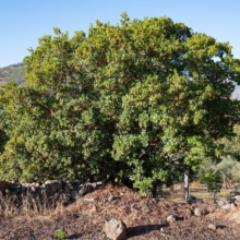 Arbutus unedo tree with dense green foliage, set against a backdrop of mountains under a clear blue sky