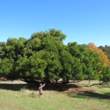 Mature Arbutus unedo tree with dense green canopy, casting a wide shadow on a grassy field under a clear blue sky.