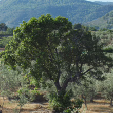 Mature Arbutus unedo tree with dense green foliage, standing in a field with a mountainous backdrop.