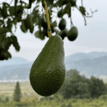 Avocado 'Zutano' hanging from tree; green, pear-shaped fruit with speckled skin. Lush foliage and mountains in background. Fresh, ripe avocado.