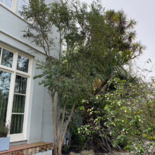Azara microphylla tree with small, glossy green leaves and delicate yellow flowers, growing near a building with large windows