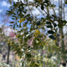 Azara microphylla branch with tiny, fragrant yellow flowers and small, glossy dark green leaves. Spring bloom.