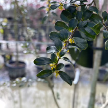 Azara microphylla branch with small, dark green leaves and fragrant yellow flowers, in a plant nursery setting.