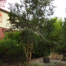 Azara microphylla tree with small, glossy green leaves and delicate branches, planted in a garden setting with rocks and ground cover.