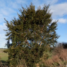 Azara microphylla tree: Dense, rounded form with small, glossy green leaves against a bright blue sky.