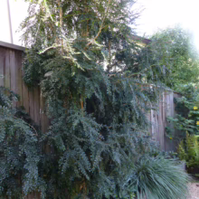 Azara microphylla tree with small, rounded, dark green leaves cascading against a weathered wooden fence.