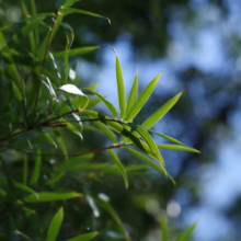 Lush green Bambusa multiplex 'Wang Tsai' bamboo leaves, backlit, showing delicate texture and form