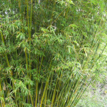 Dense clump of Bambusa multiplex 'Wang Tsai' showing vibrant green stalks and leaves, creating a lush, natural screen.