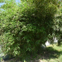Lush Bambusa multiplex 'Wang Tsai' bamboo clump with dense green foliage, creating a vibrant, natural screen