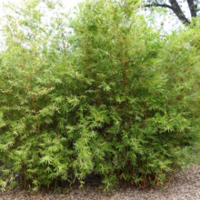 Bambusa multiplex 'Wang Tsai': Dense clump of bright green bamboo with golden culms, creating a lush, tropical screen or hedge.