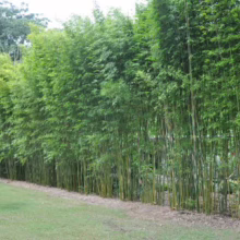 Tall, dense Bambusa gracilis bamboo hedge creating a lush green privacy screen in a garden setting