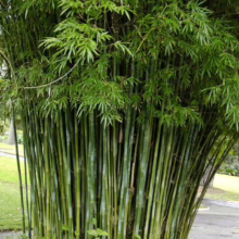 Bambusa gracilis: Dense grove of slender, vibrant green bamboo stalks with delicate, feathery leaves.