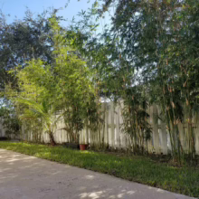 Bambusa gracilis plants in pots line a white fence, creating a lush green privacy screen