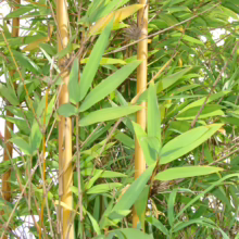 Bambusa gracilis: Golden bamboo stalks with lush green leaves, creating a dense, natural screen.