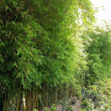 Bambusa gracilis bamboo plants, showcasing dense, vibrant green leaves and tall, slender stalks, creating a lush, natural privacy screen