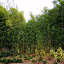 Bambusa gracilis bamboo stand: Dense green foliage and tall, slender culms create a lush, natural privacy screen.
