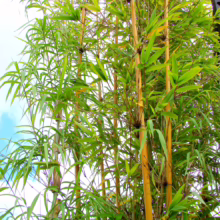 Golden Bambusa gracilis bamboo stalks with lush green leaves, creating a vibrant, natural screen or privacy hedge
