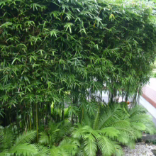 Bambusa gracilis grove: dense, vibrant green bamboo foliage over lush ferns, creating a serene garden privacy screen