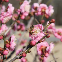 Prunus mume 'Peggy Clarke' blossoms, soft pink and full, with a bee collecting pollen on a sunny day.