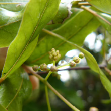 Beilschmiedia tawa plant: Close-up of vibrant green leaves and clusters of tiny, unopened flower buds on slender stems