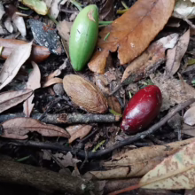 Beilschmiedia tawa seeds: green, brown, and ripe red specimens scattered among fallen leaves on the forest floor.