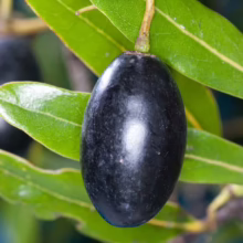 Dark, ripe Beilschmiedia tawa fruit hanging from a branch with vibrant green leaves