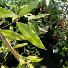 Beilschmiedia tawa plant with vibrant green, lance-shaped leaves on a sturdy bamboo stake.
