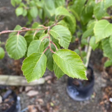 Betula costata: Close-up of vibrant green leaves, showcasing the tree's unique foliage and texture.