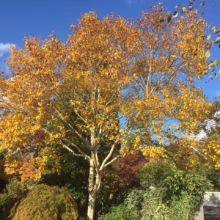 Betula costata tree with vibrant yellow autumn foliage and distinctive white bark, set against a clear blue sky