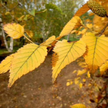 Betula costata leaves in autumn: Yellow, serrated edges, prominent veins, and a catkin visible on the branch