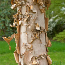 Betula costata bark: peeling, tan-colored layers reveal smooth, light inner bark on a young tree trunk