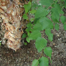 Betula nigra river birch: peeling, tan-and-brown bark on trunk with vibrant green leaves, showcasing unique texture and foliage.