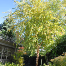Betula nigra tree with peeling, reddish-brown bark and vibrant yellow-green leaves, adding beauty to any landscape.