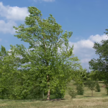Betula nigra tree with peeling bark & lush green leaves against a blue sky; a young river birch in a grassy landscape.