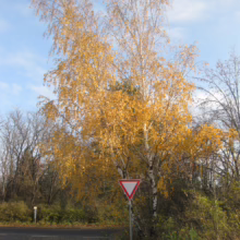Striking Betula pendula 'Dalecarlica' birch tree with golden autumn leaves, set against a blue sky, beside a road with a yield sign.