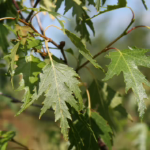 Betula pendula 'Dalecarlica' leaves: Deeply lobed, vibrant green foliage on a weeping birch branch