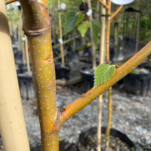 Golden bark of a Betula pendula 'Wade's Gold' birch tree sapling, showcasing its unique color and texture