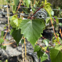 Betula pendula 'Wade's Gold' sapling with vibrant green, triangular leaves and reddish stems, showcasing its young foliage