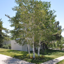 A clump of Betula pendula 'Wade's Gold' trees with white bark and green leaves stands on a grassy corner lot.
