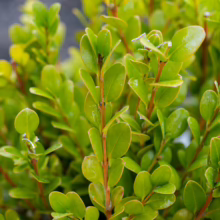 Buxus 'Green Gem' shrub with dense, vibrant green foliage and small, glossy leaves.