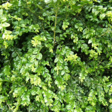Lush Buxus sempervirens shrub featuring dense, vibrant green foliage. Ideal for hedges and topiary.