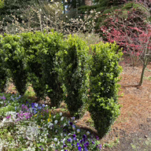 Buxus sempervirens ‘Graham Blandy’ row with vibrant pansies. Tall, narrow, green shrubs in a garden setting.