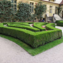Buxus sempervirens hedge maze in a formal garden, with gravel paths and building backdrop.