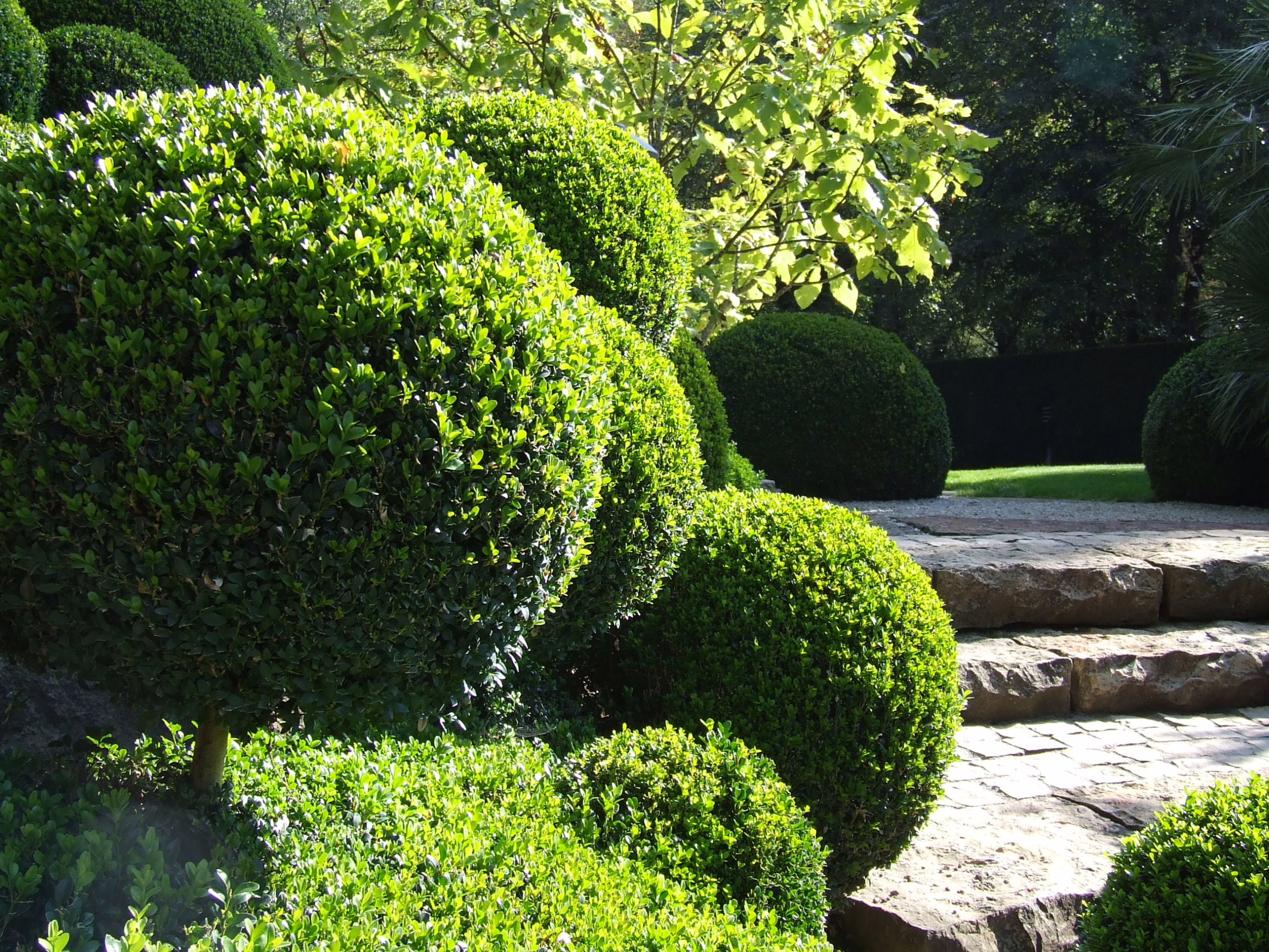 Buxus sempervirens: Lush green topiary balls cascading beside stone steps in a garden setting. Classic formal garden design.