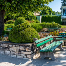 Sculpted Buxus sempervirens on a stone wall, adding greenery to a park setting with benches.