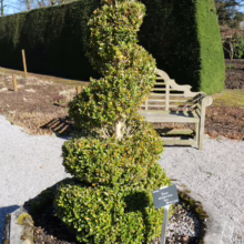 Buxus sempervirens topiary in a spiral shape, planted in a stone pot. Green foliage with a short trunk.