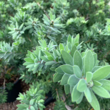 Callistemon 'Better John' shrub: Evergreen with dense, scale-like, light green foliage, perfect for hedges or borders.