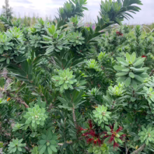 Callistemon 'Better John' plant: Dense green foliage clusters around vibrant red flower spikes, creating a lush, textured appearance.