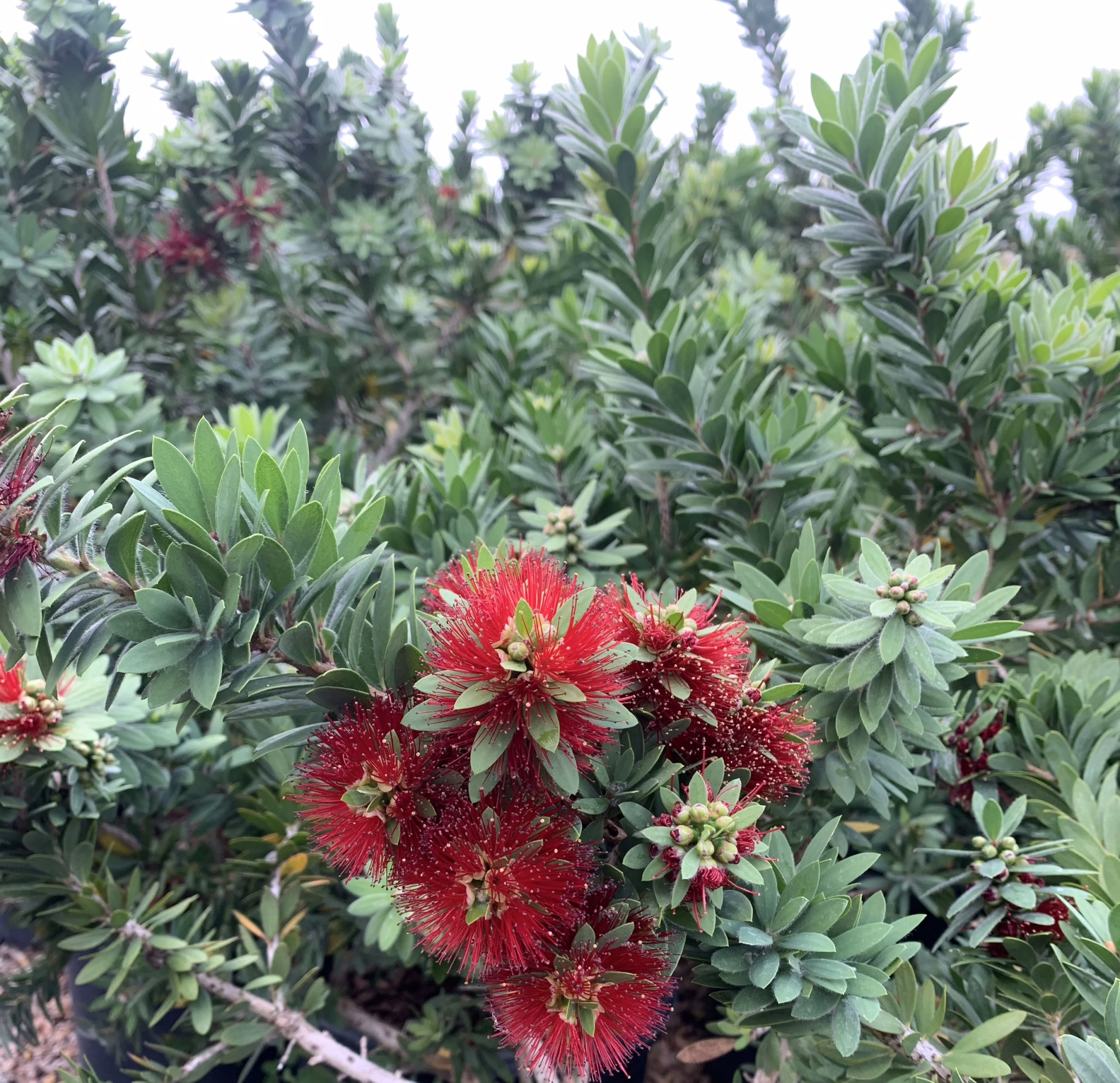 Callistemon 'Better John' with vibrant red bottlebrush blooms amidst lush, dense green foliage. A striking ornamental shrub.
