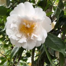 Camellia japonica 'Ecclefield': Large, pristine white flower with ruffled petals and a bright yellow center, surrounded by glossy green leaves